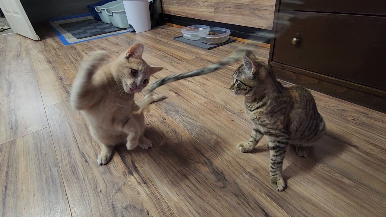 Enlarge Venus, a Adopted Domestic Short Hair in Stow, MA video 6/6