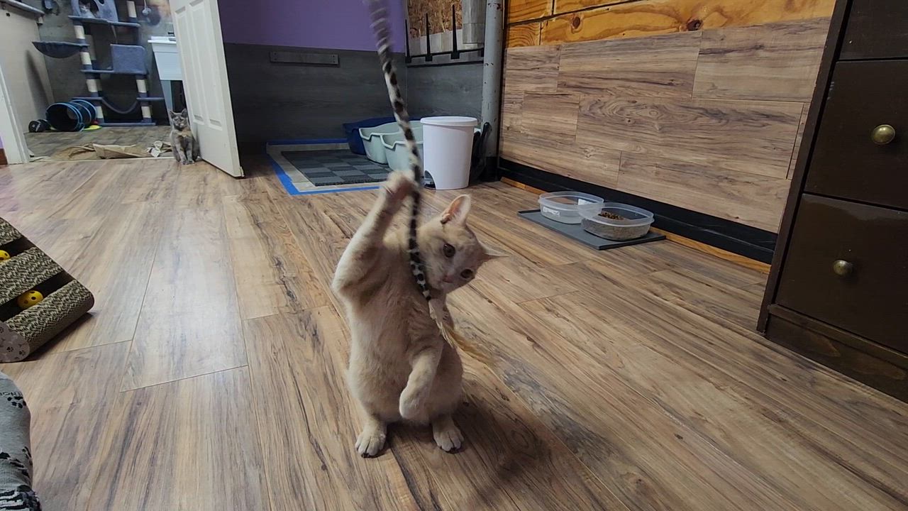 Enlarge Venus, a Adopted Domestic Short Hair in Stow, MA video 5/6