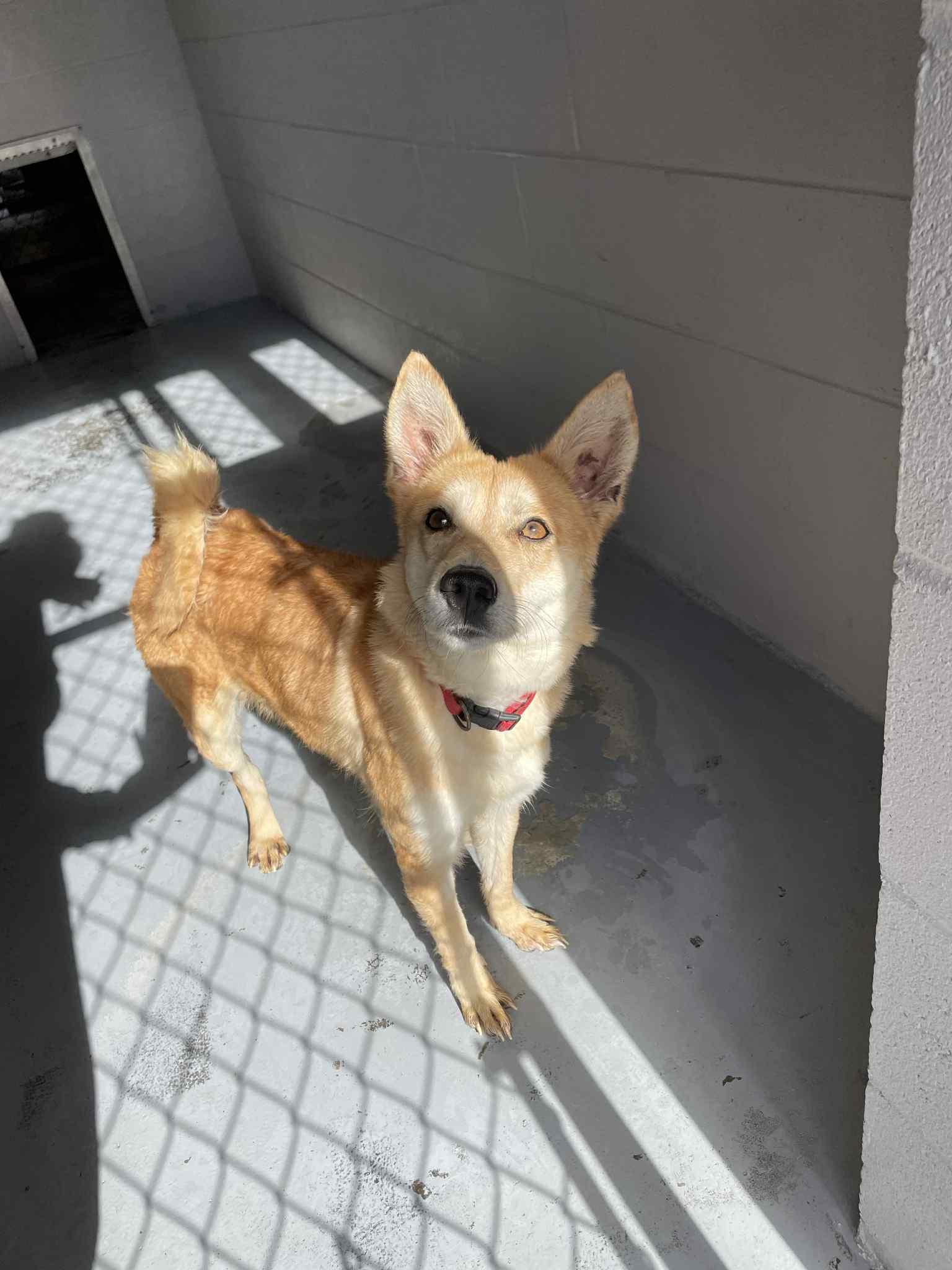 Bella, an adoptable Spitz in Bishopville, SC, 29010 | Photo Image 1
