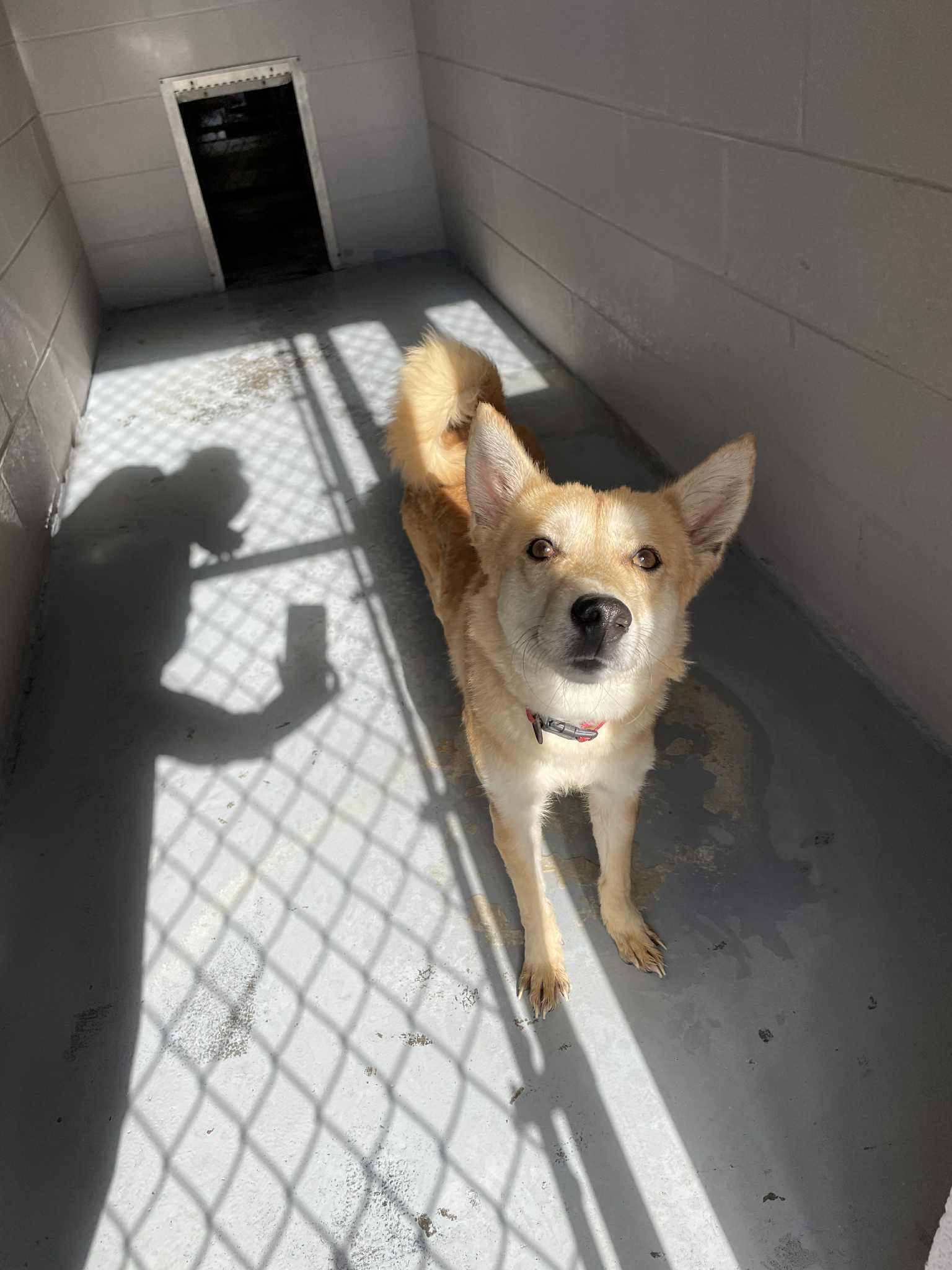 Bella, an adoptable Spitz in Bishopville, SC, 29010 | Photo Image 3