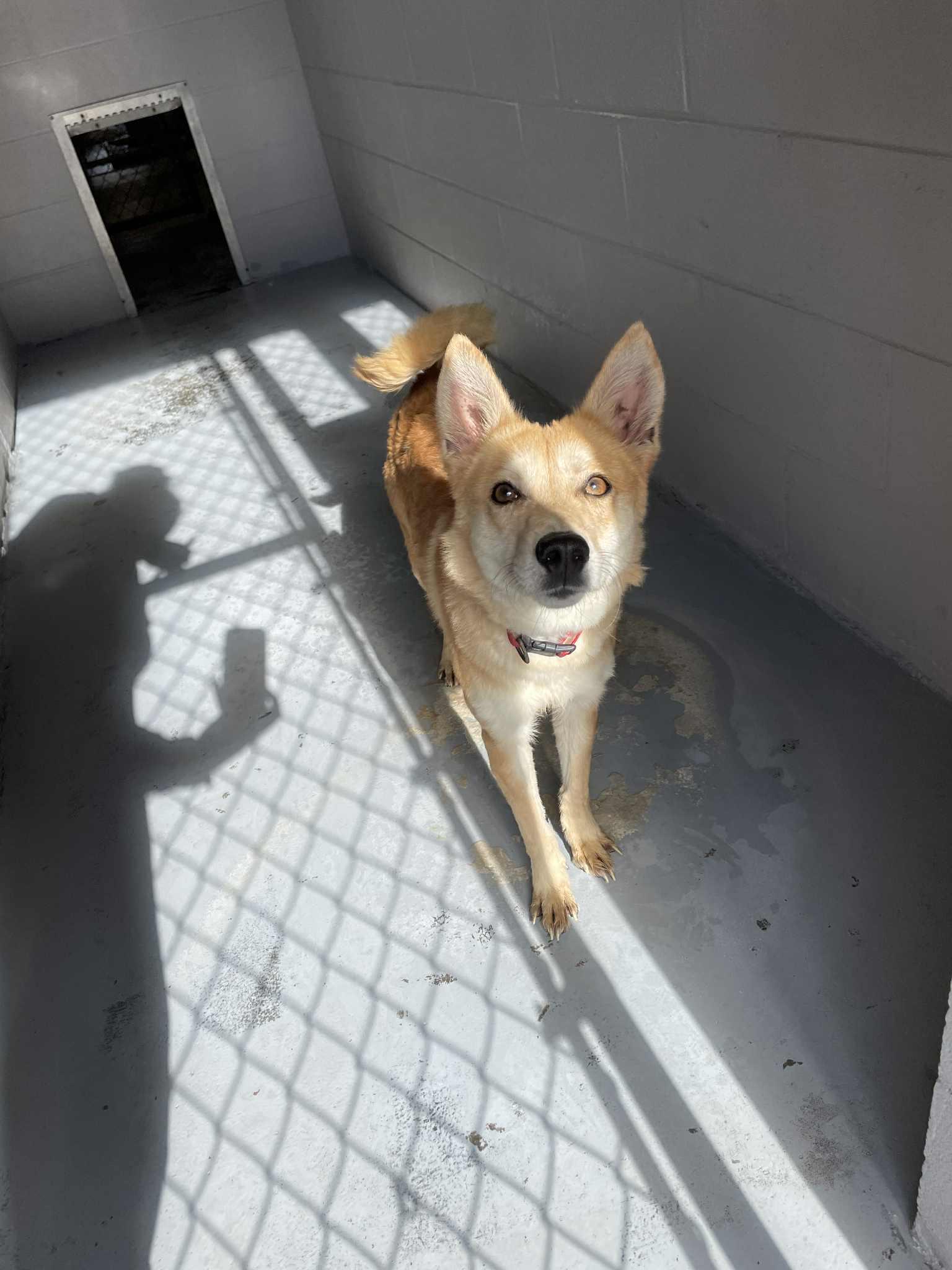 Bella, an adoptable Spitz in Bishopville, SC, 29010 | Photo Image 2