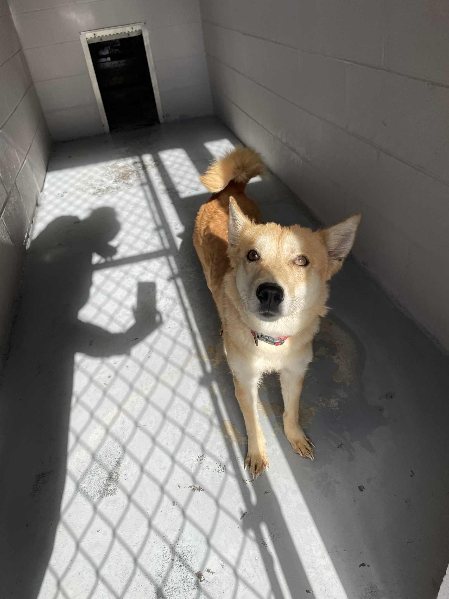 Bella, an adoptable Spitz in Bishopville, SC, 29010 | Photo Image 4