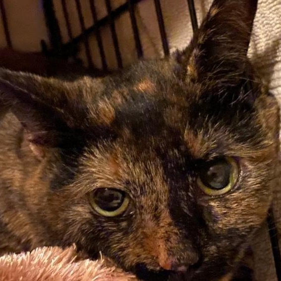 Merida, a Adoptable mixed breed in Columbus, OH image 4/4