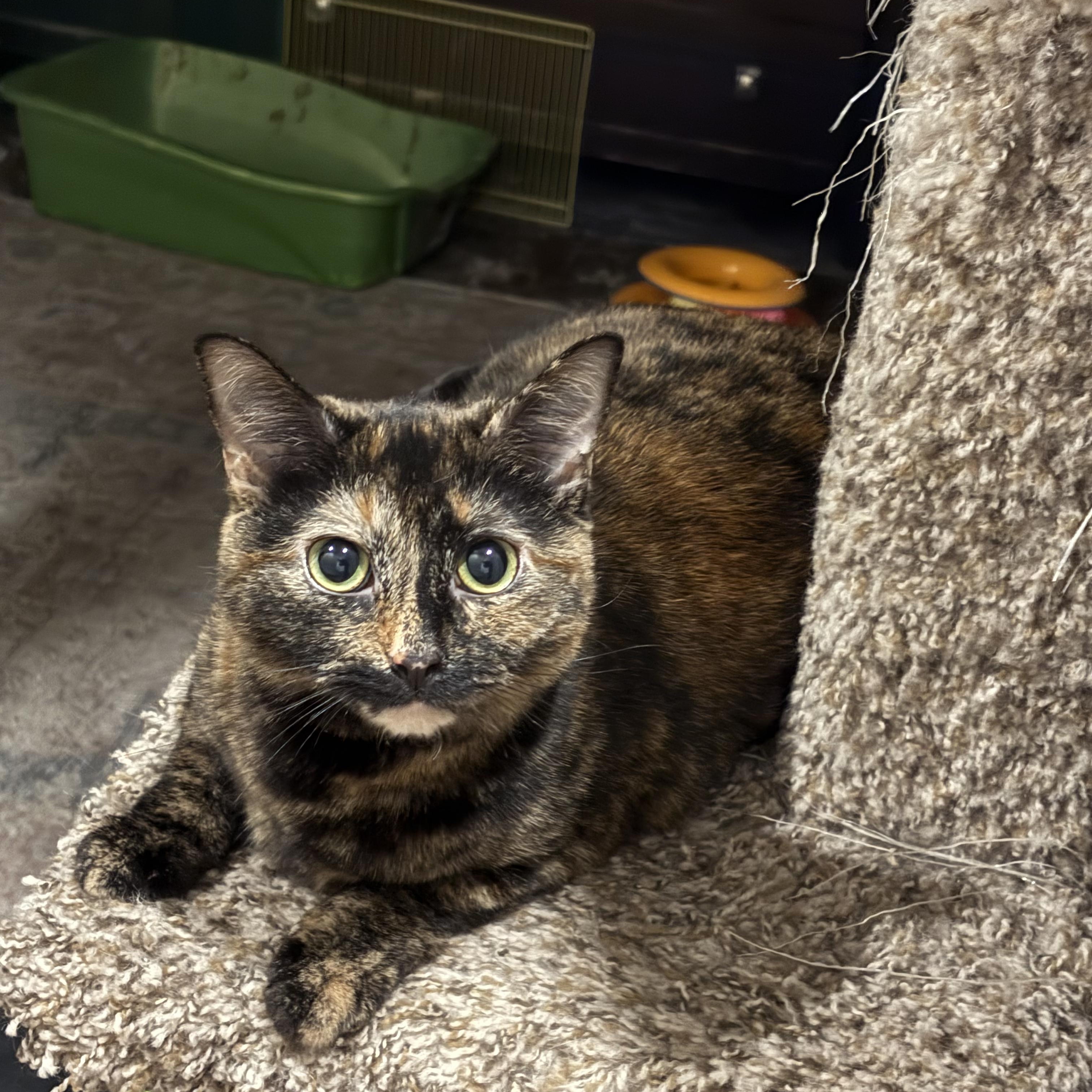 Merida, a Adoptable mixed breed in Columbus, OH image 1/4