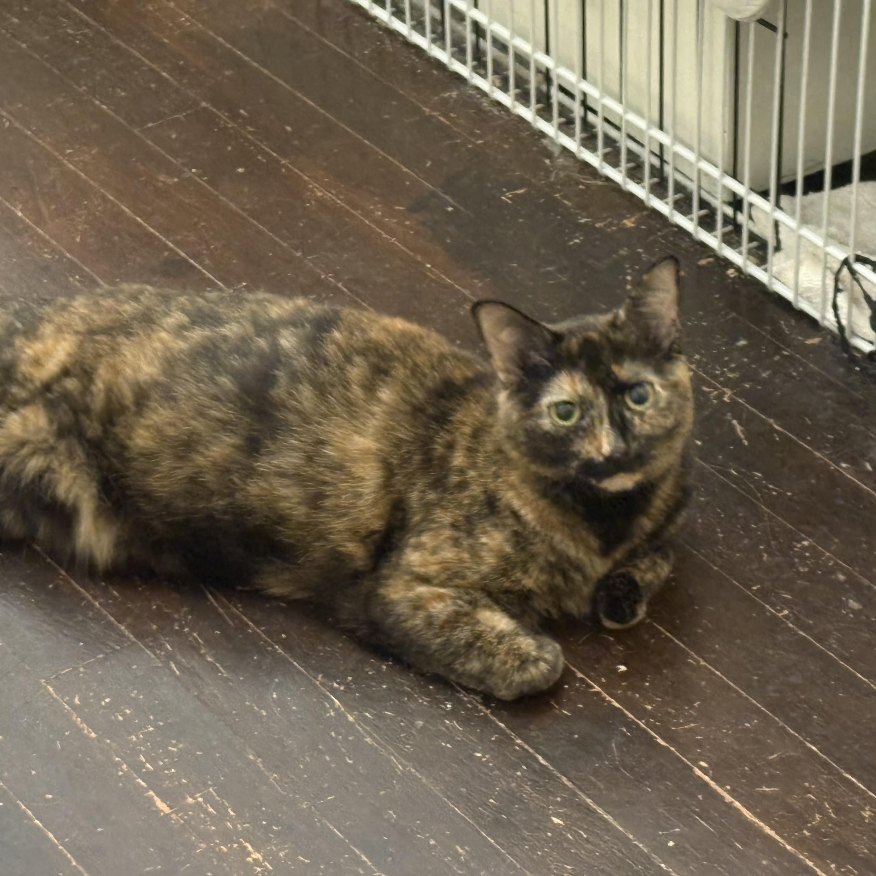 Merida, a Adoptable mixed breed in Columbus, OH image 3/4
