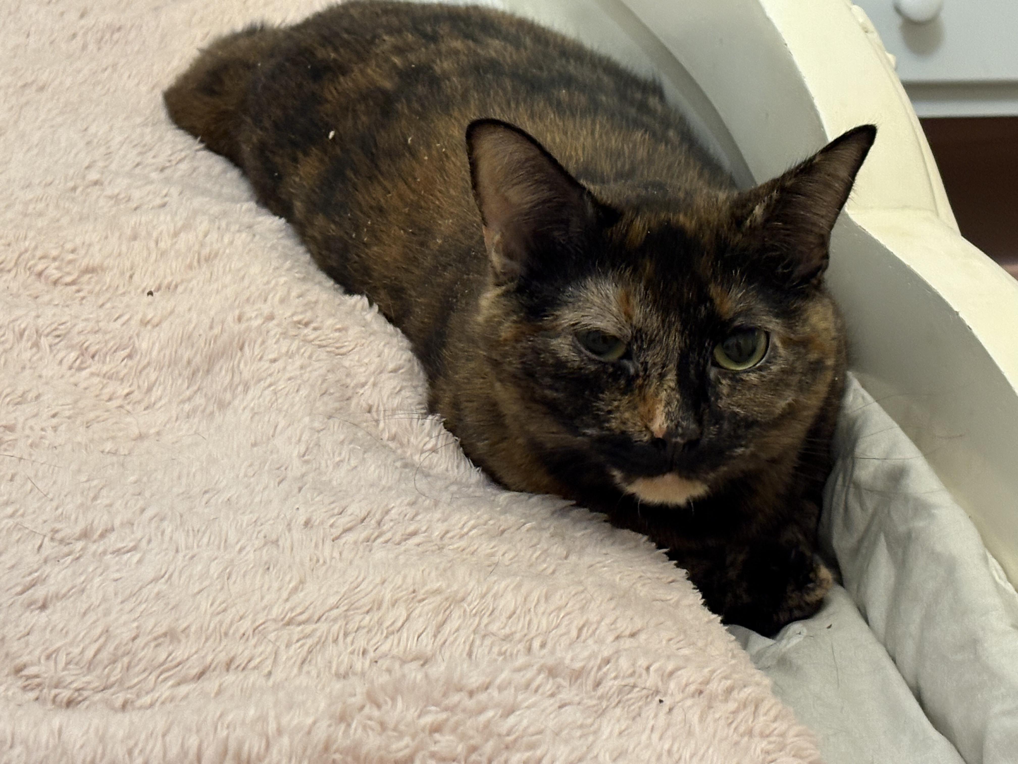 Merida, a Adoptable mixed breed in Columbus, OH image 2/4