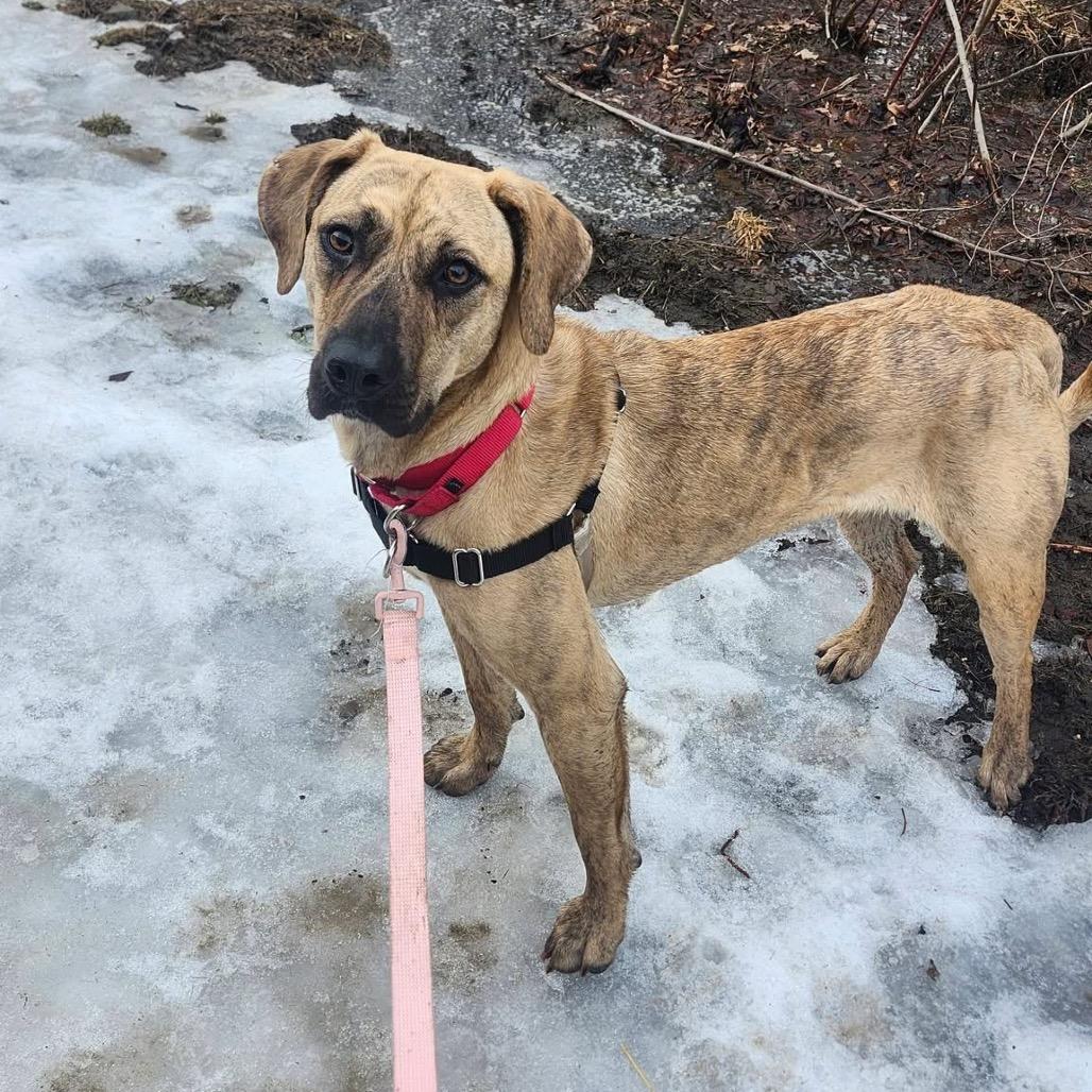 Suzanne, Adoptable, Adult Female Mixed Breed.