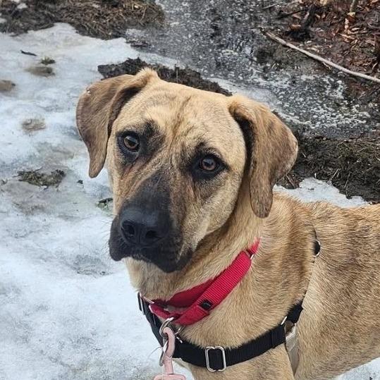 Suzanne, Adoptable, Adult Female Mixed Breed.