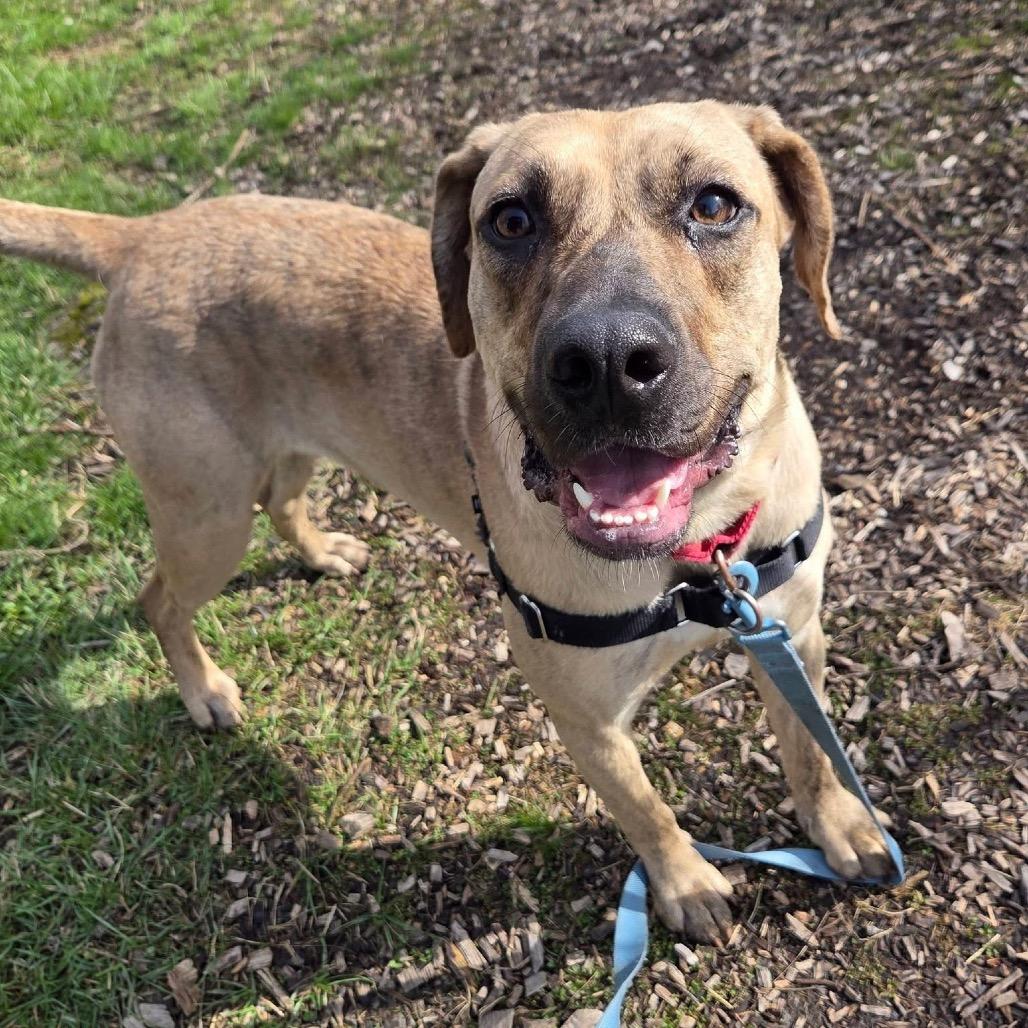 Enlarge Suzanne, a Adoptable Mixed Breed in Mentor, OH image 2/6