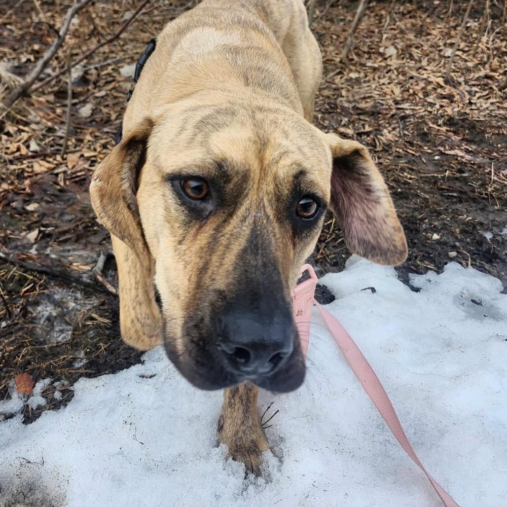 Enlarge Suzanne, a Adoptable Mixed Breed in Mentor, OH image 4/6