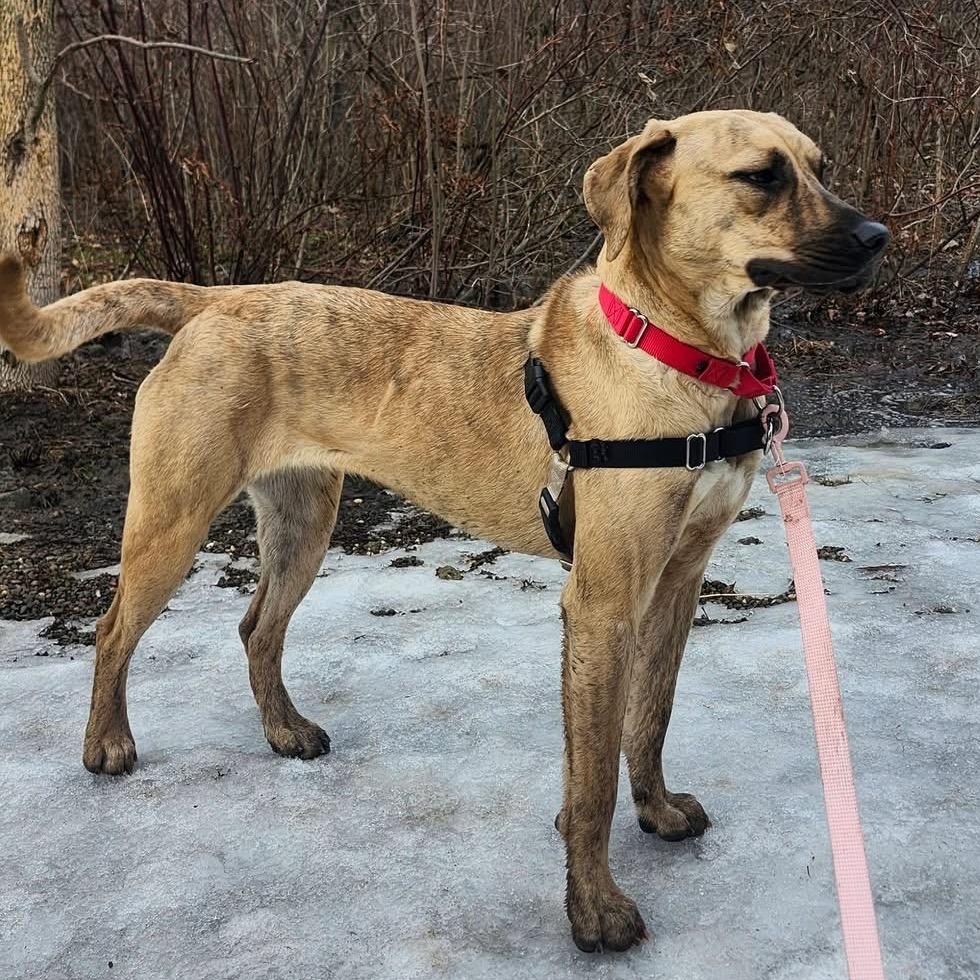 Enlarge Suzanne, a Adoptable Mixed Breed in Mentor, OH image 2/6