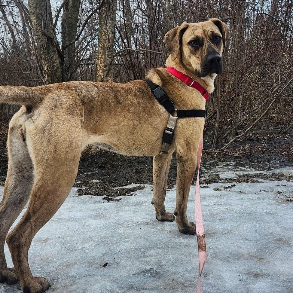 Enlarge Suzanne, a Adoptable Mixed Breed in Mentor, OH image 4/6