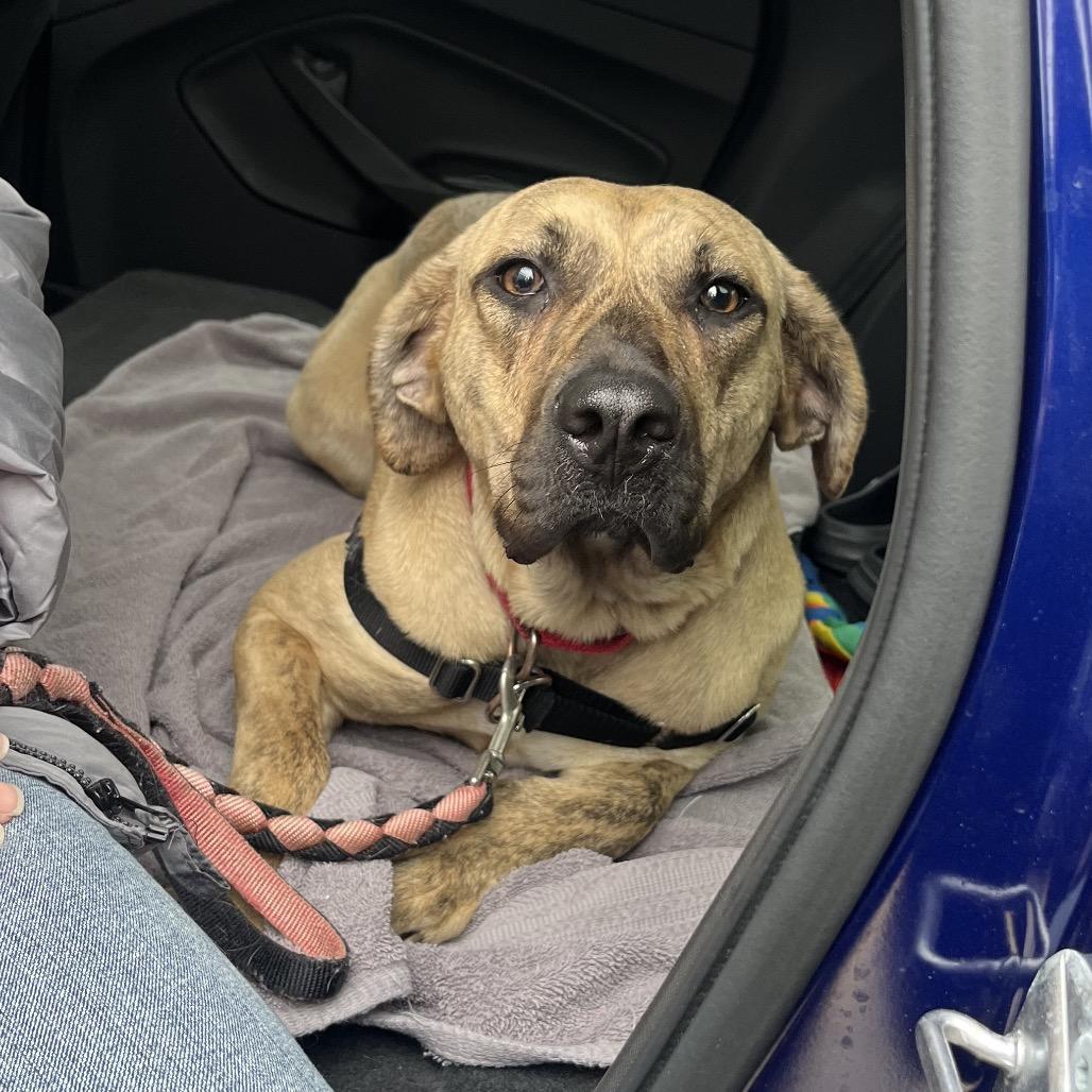 Enlarge Suzanne, a Adoptable Mixed Breed in Mentor, OH image 6/6