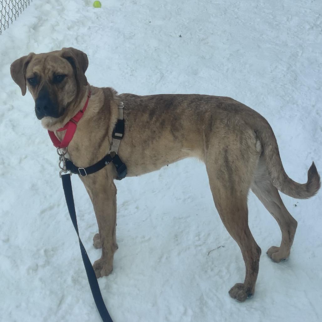 Enlarge Suzanne, a Adoptable Mixed Breed in Mentor, OH image 5/6