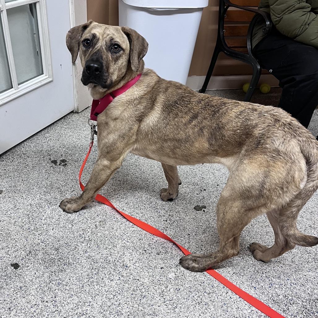 Enlarge Suzanne, a Adoptable Mixed Breed in Mentor, OH image 6/6