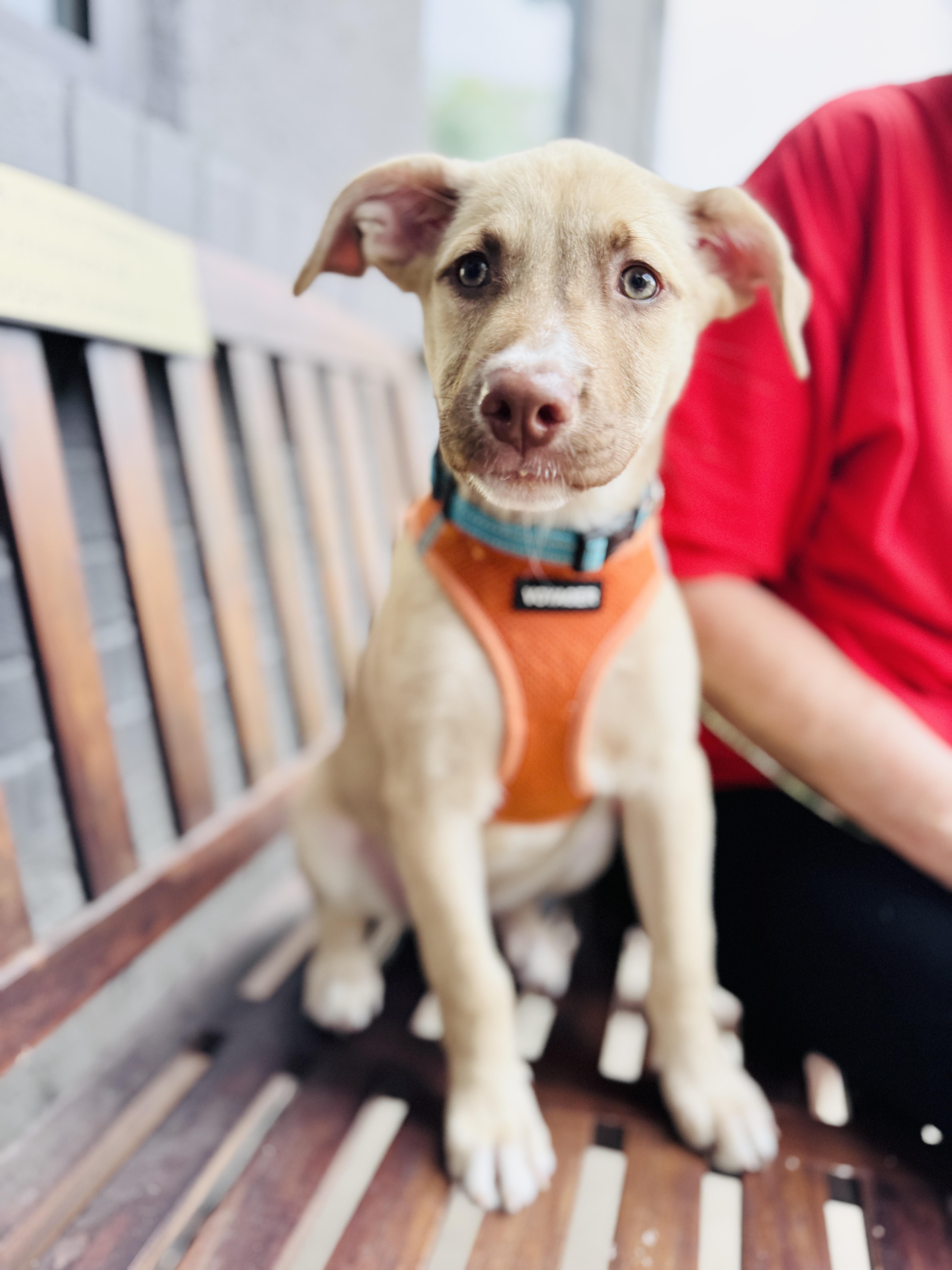 Enlarge Evelyn, an adoptable mixed breed in Palatine, IL image 2/6