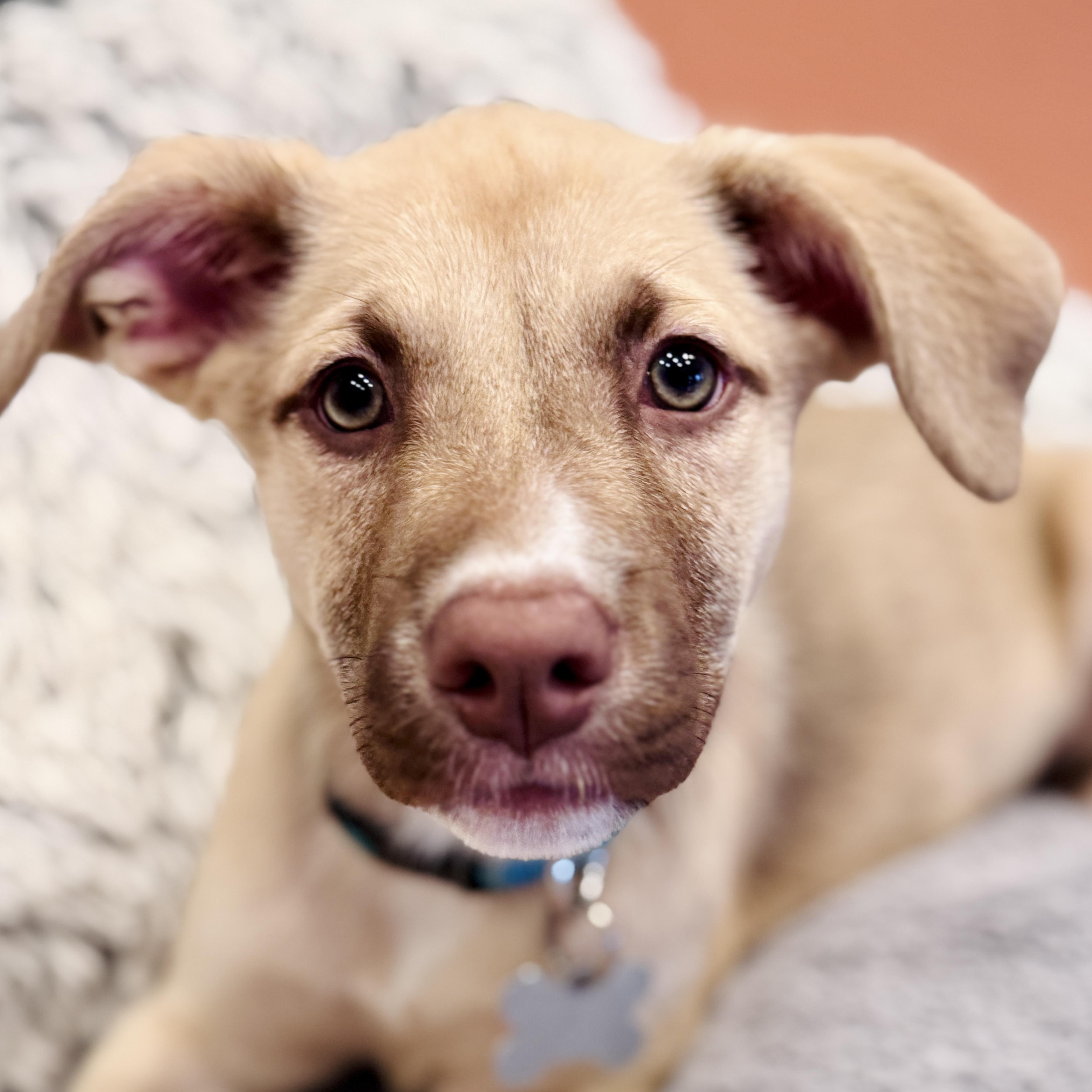 Evelyn, adoptable, Puppy Female Hound & Mixed Breed.