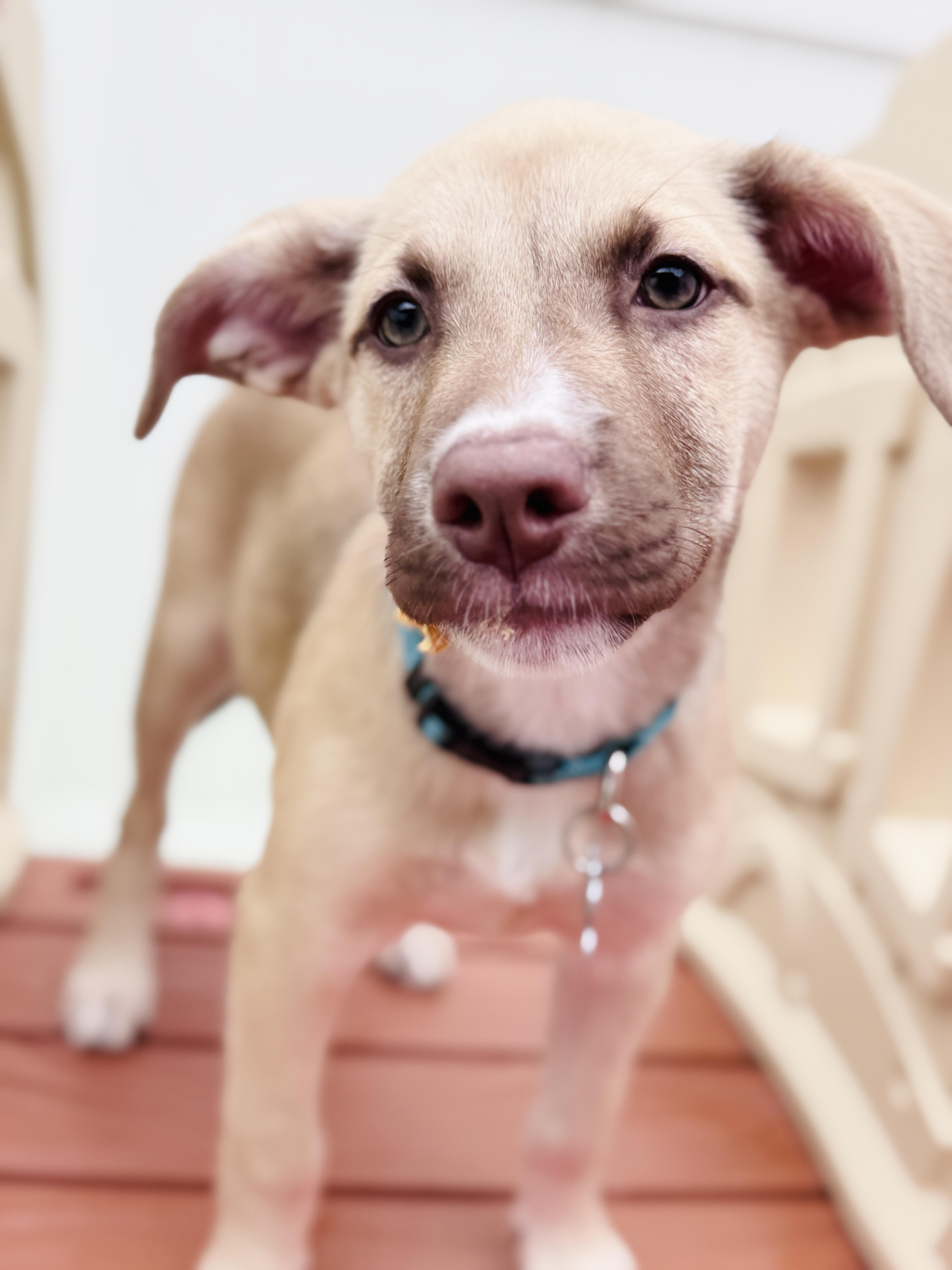 Enlarge Evelyn, an adoptable mixed breed in Palatine, IL image 5/6