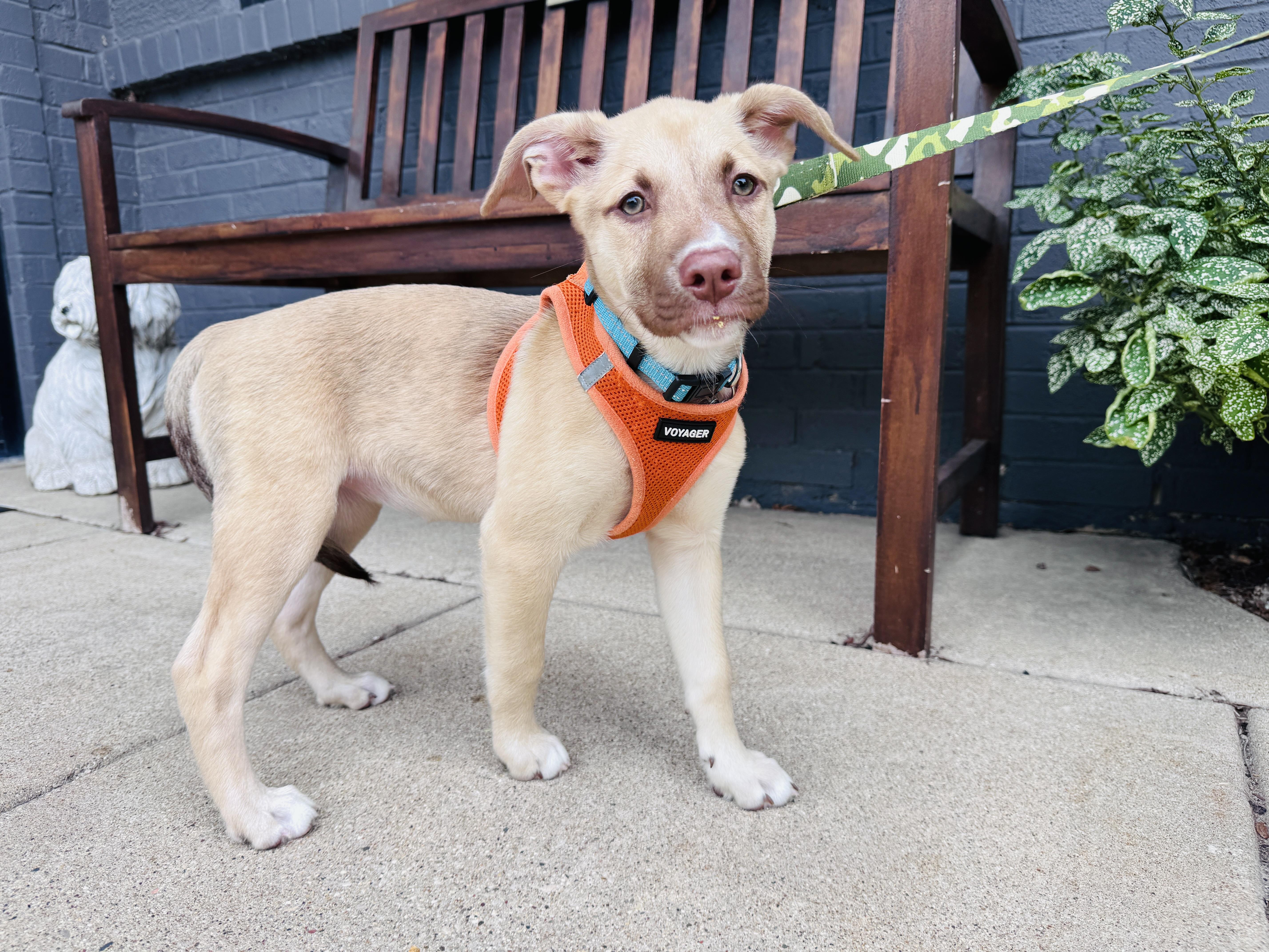 Enlarge Evelyn, an adoptable mixed breed in Palatine, IL image 3/6