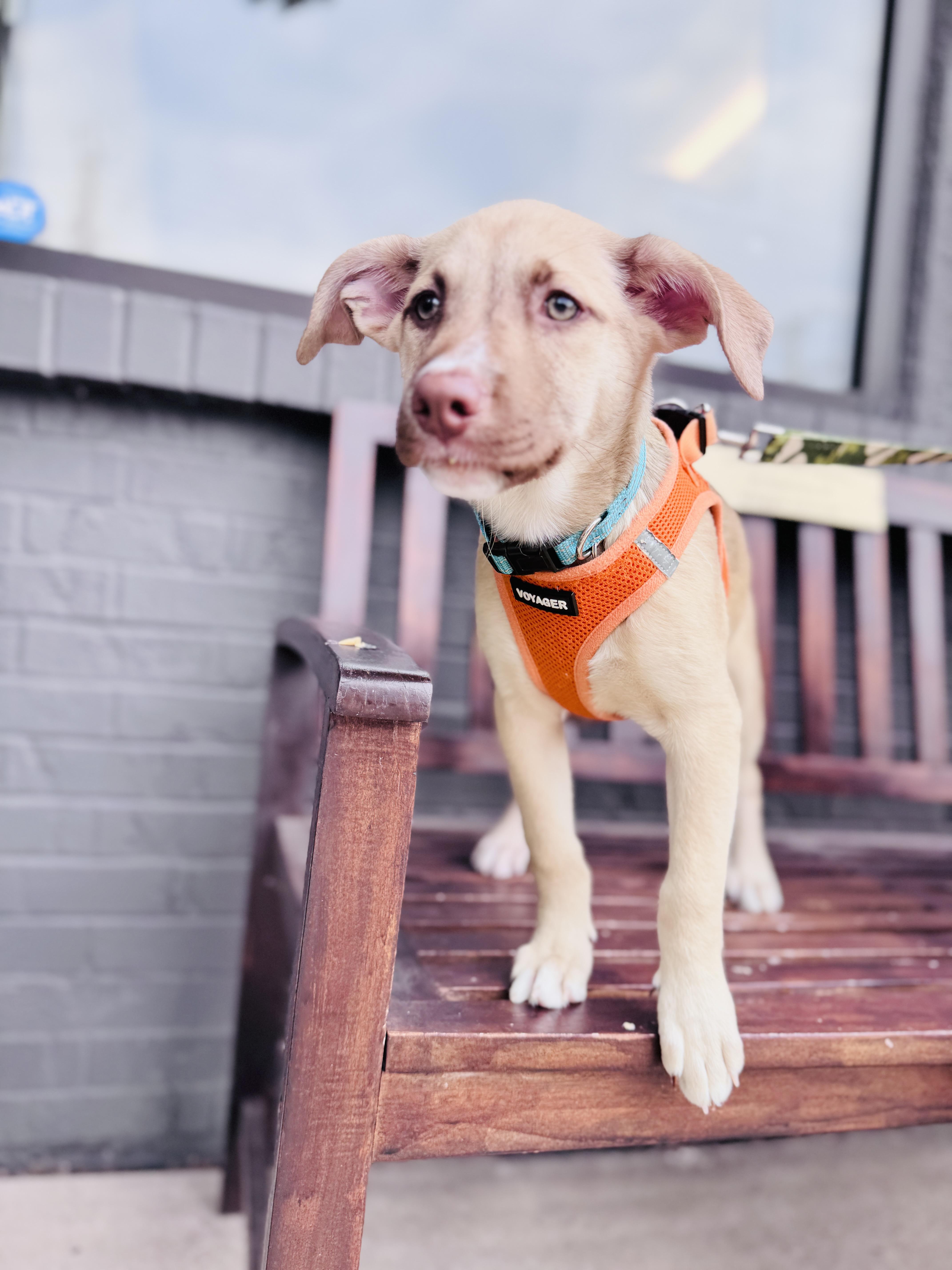 Enlarge Evelyn, an adoptable mixed breed in Palatine, IL image 4/6