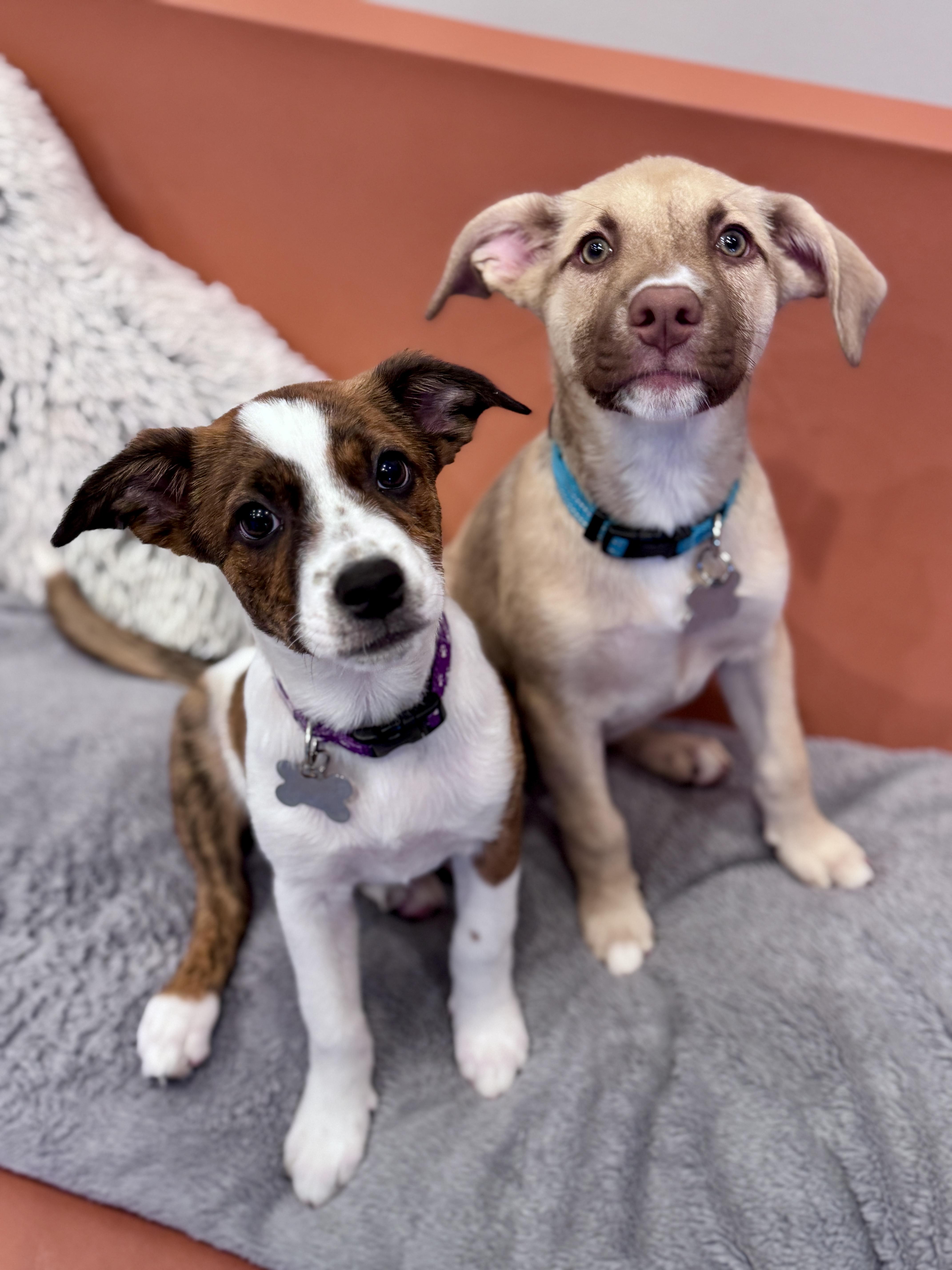 Enlarge Evelyn, an adoptable mixed breed in Palatine, IL image 6/6
