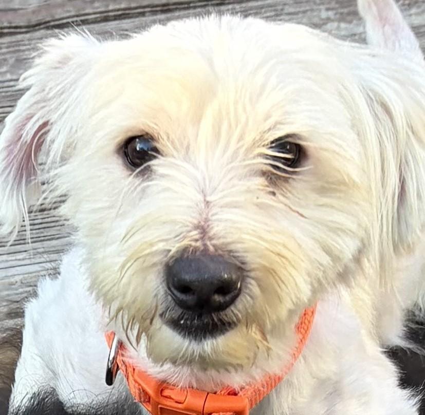 Enlarge Alfie, a Adoptable mixed breed in Willowbrook, IL image 2/6