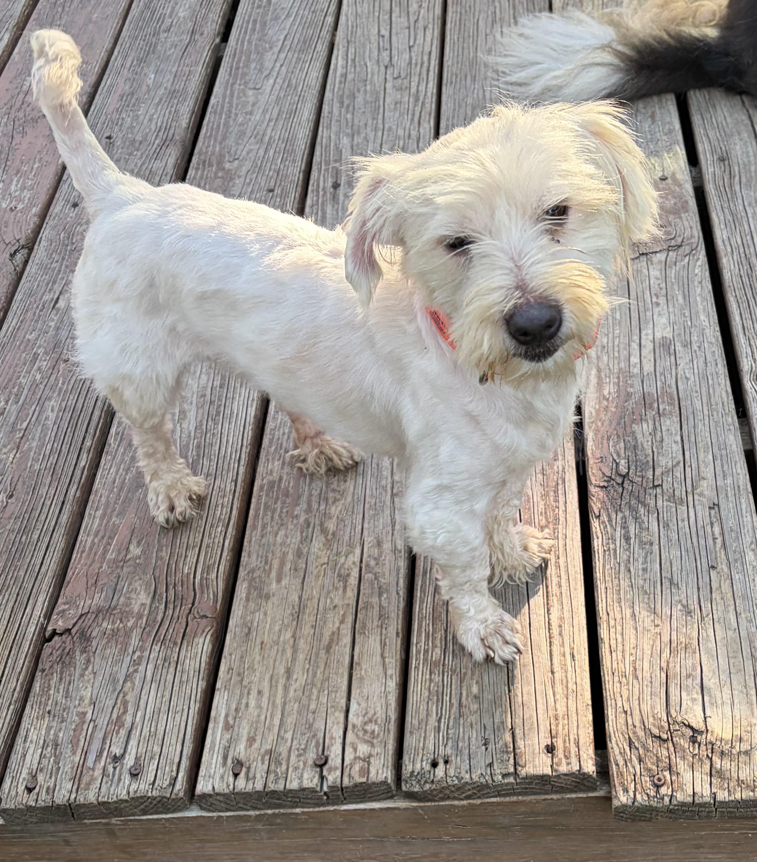 Enlarge Alfie, a Adoptable mixed breed in Willowbrook, IL image 6/6