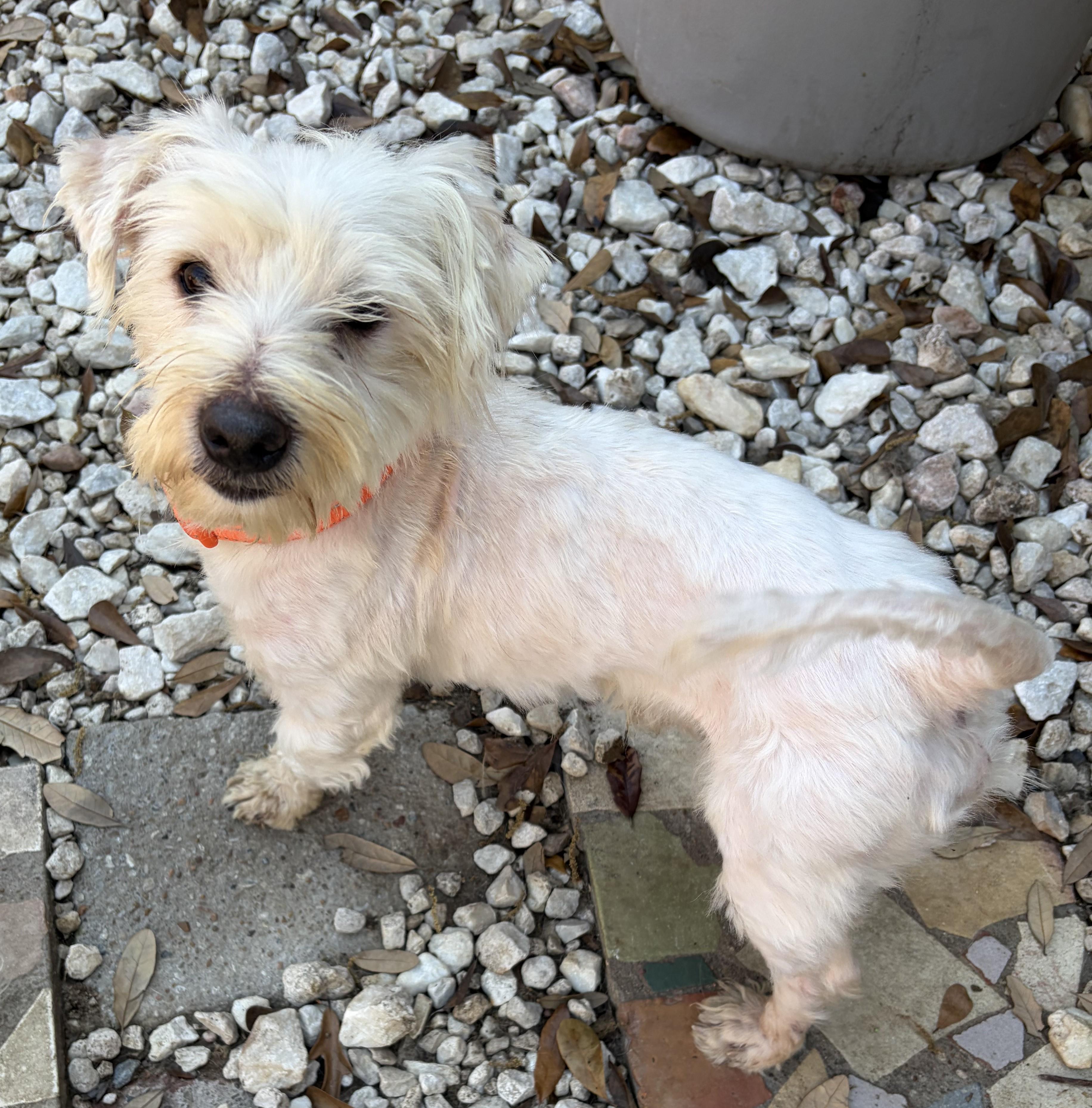 Enlarge Alfie, a Adoptable mixed breed in Willowbrook, IL image 4/6