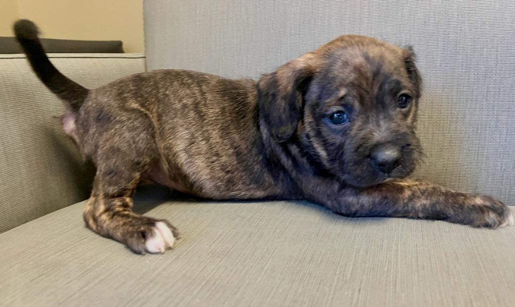 Wanda, a Adoptable mixed breed in El Cajon, CA image 1/4