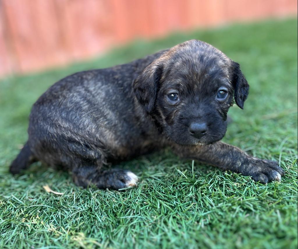 Wanda, a Adoptable mixed breed in El Cajon, CA image 3/4