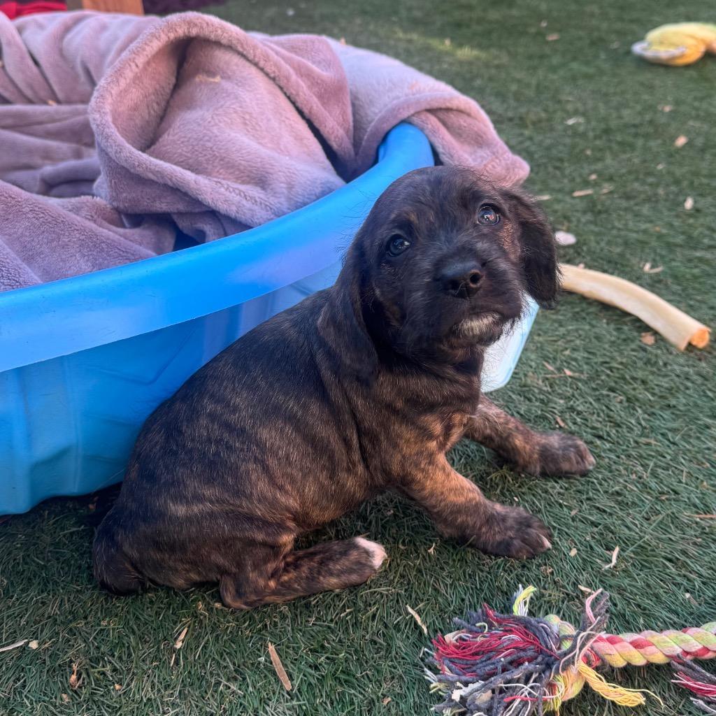 Wanda, a Adoptable mixed breed in El Cajon, CA image 4/4