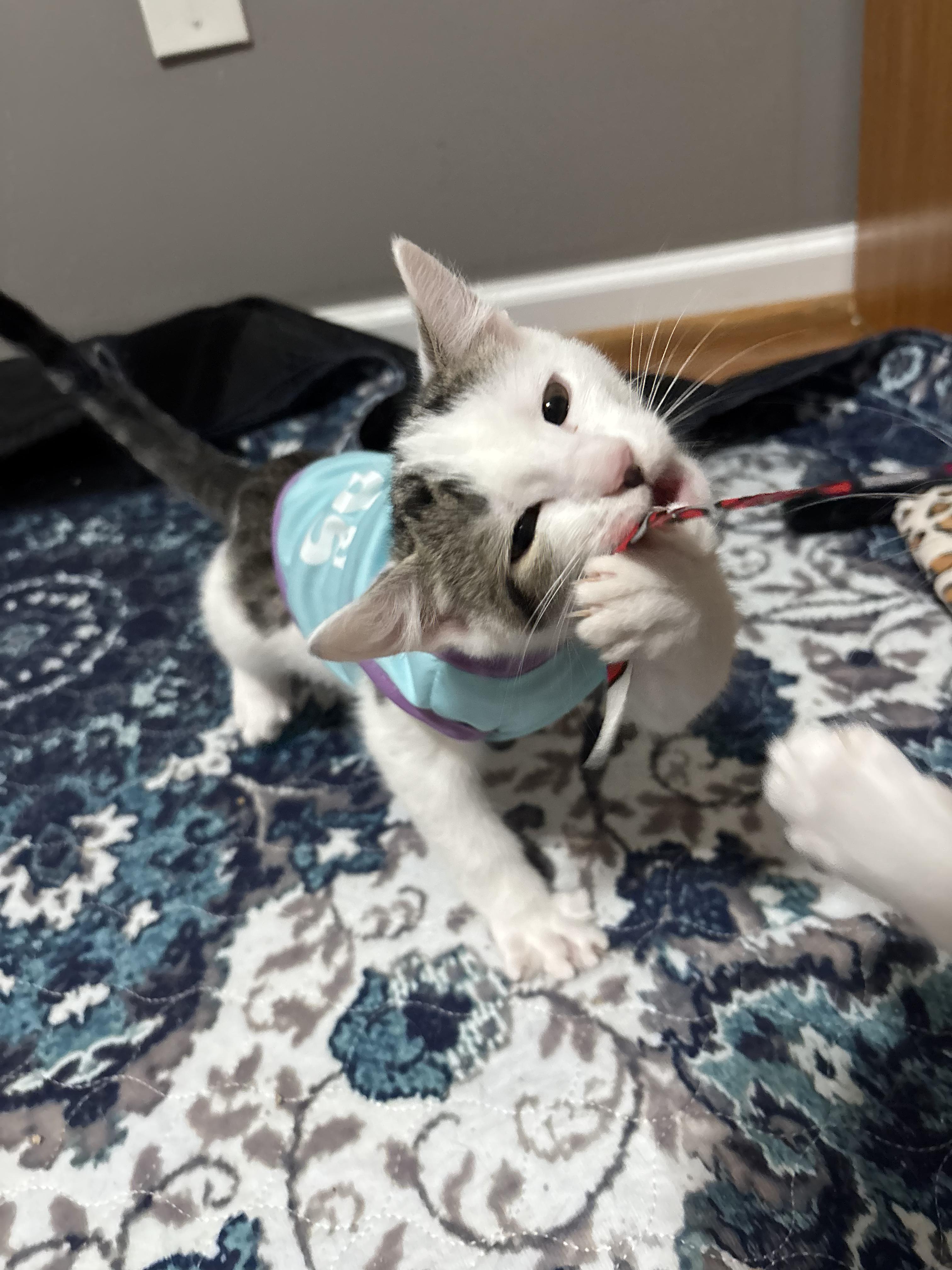 Enlarge Cloudy, a ADOPTABLE mixed breed in Concord, NC image 3/6