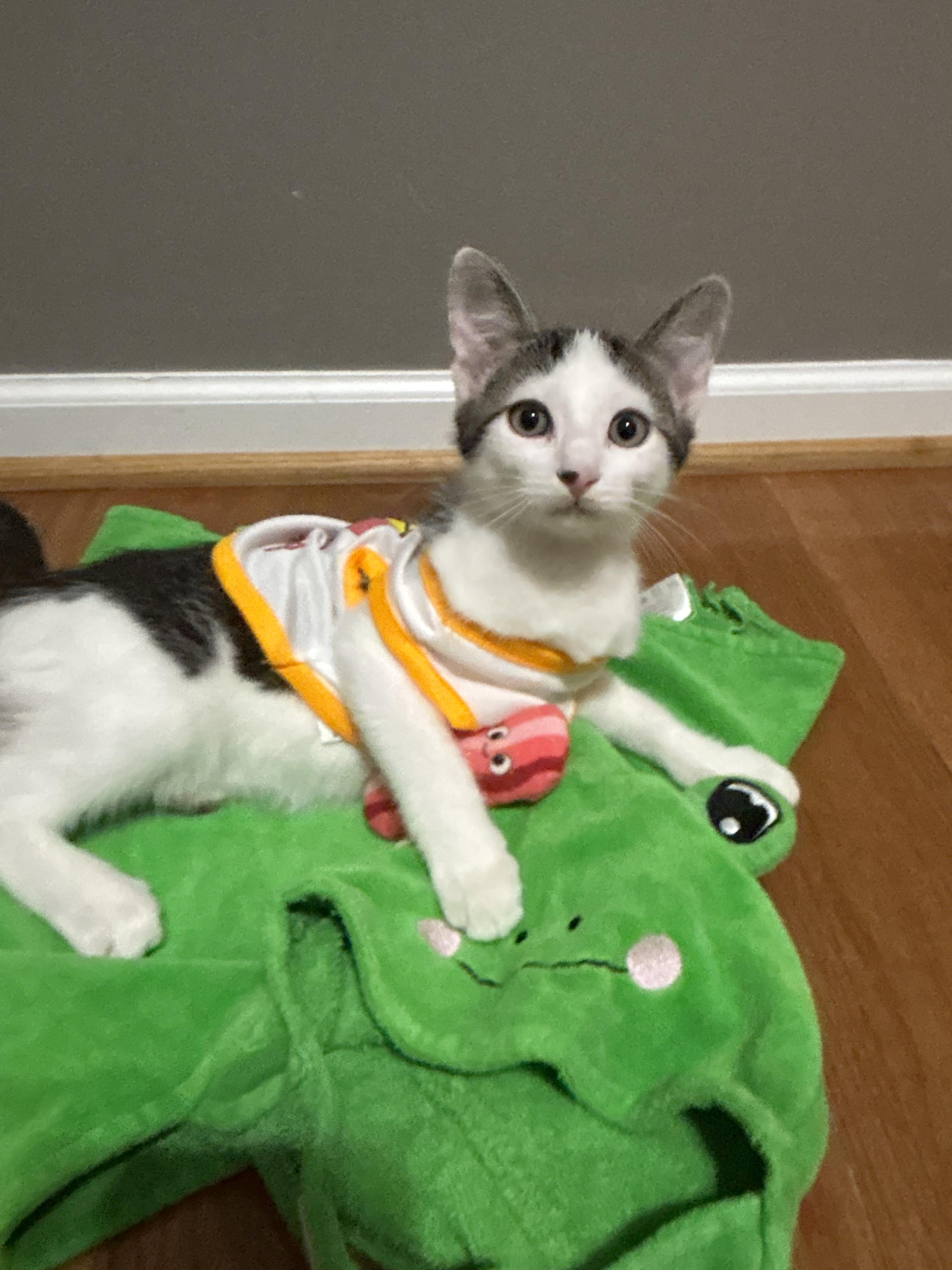 Cloudy, ADOPTABLE, Kitten Male Turkish Van & Domestic Medium Hair.