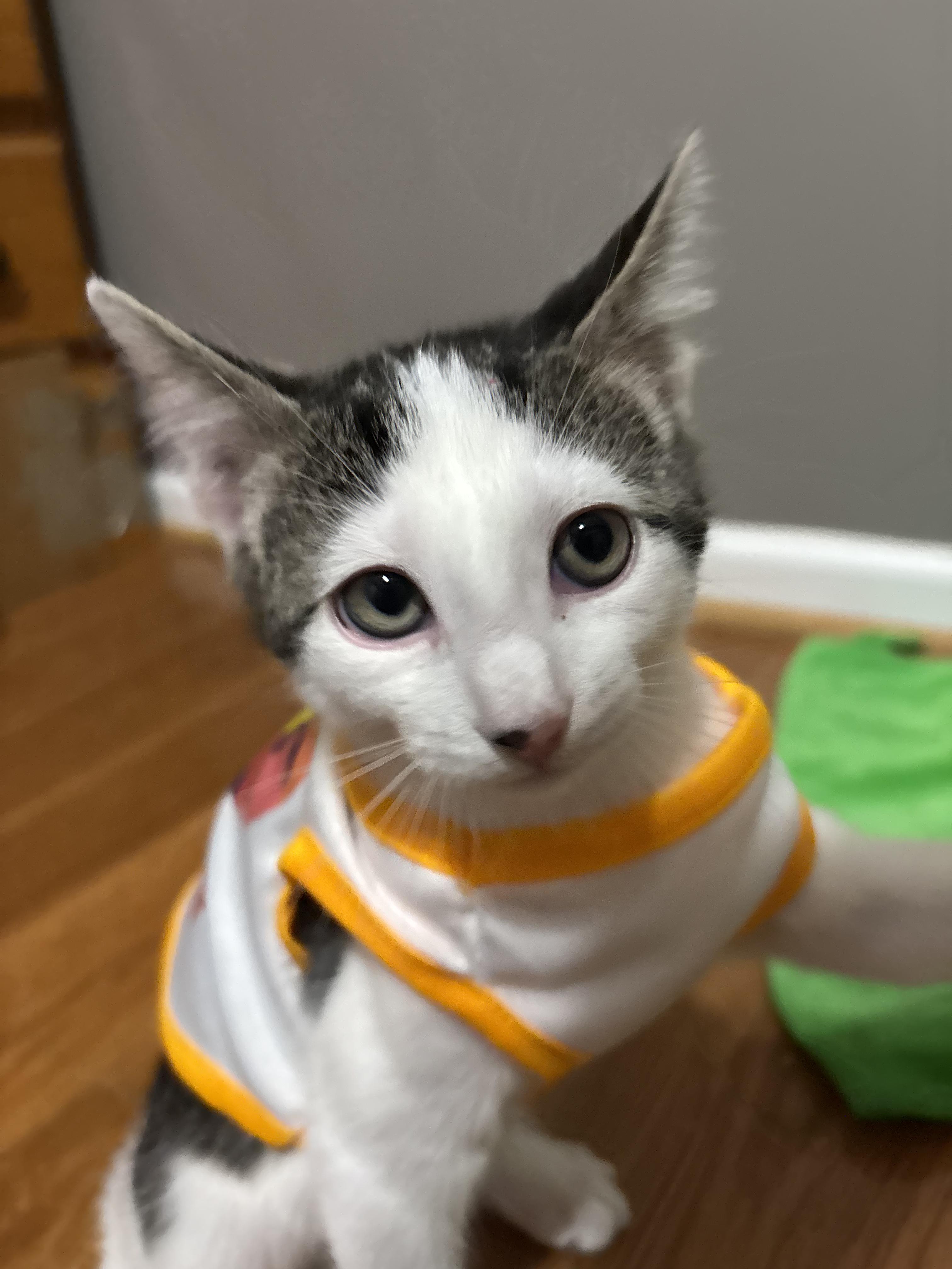 Enlarge Cloudy, a ADOPTABLE mixed breed in Concord, NC image 6/6