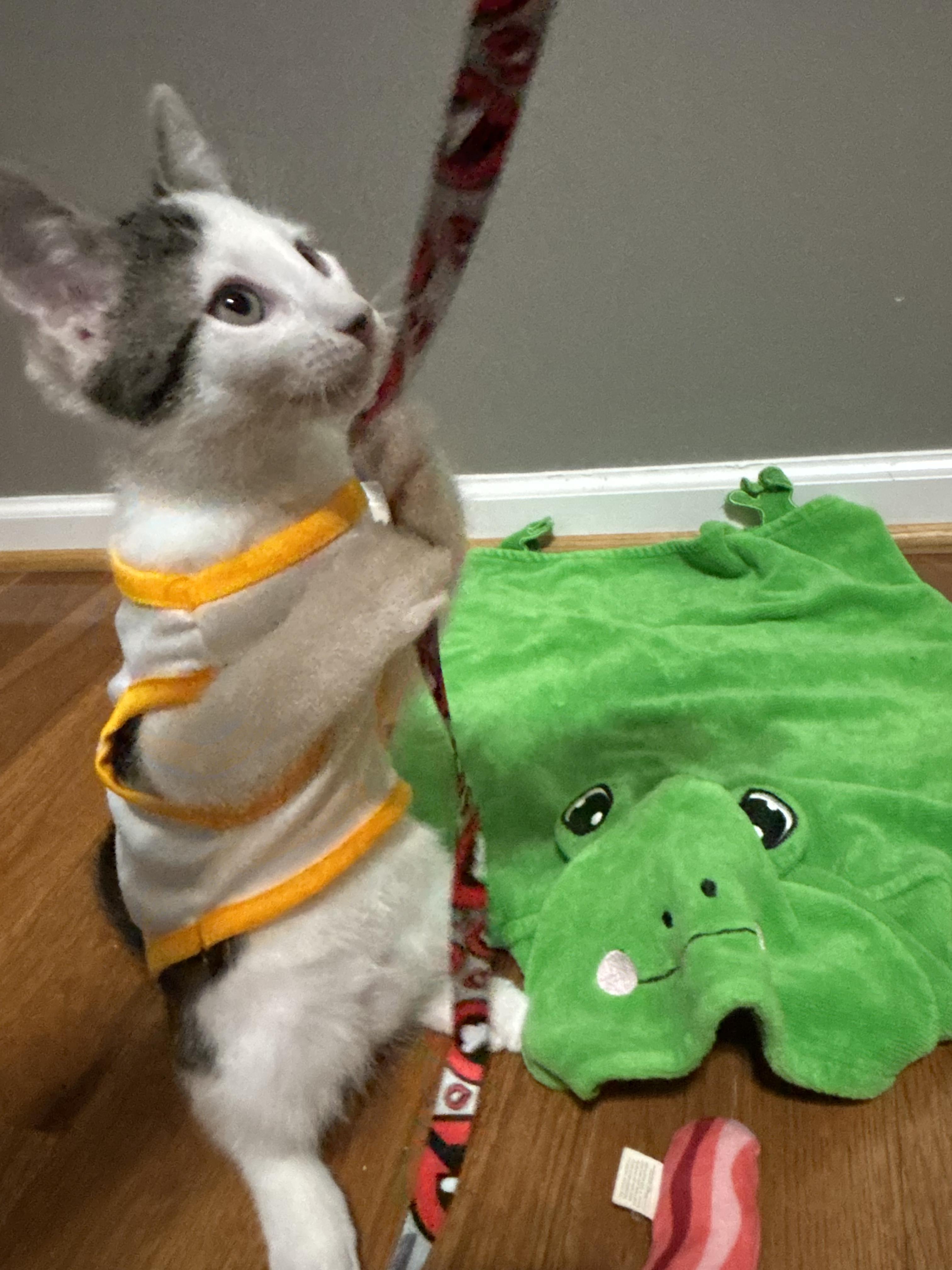 Enlarge Cloudy, a ADOPTABLE mixed breed in Concord, NC image 4/6