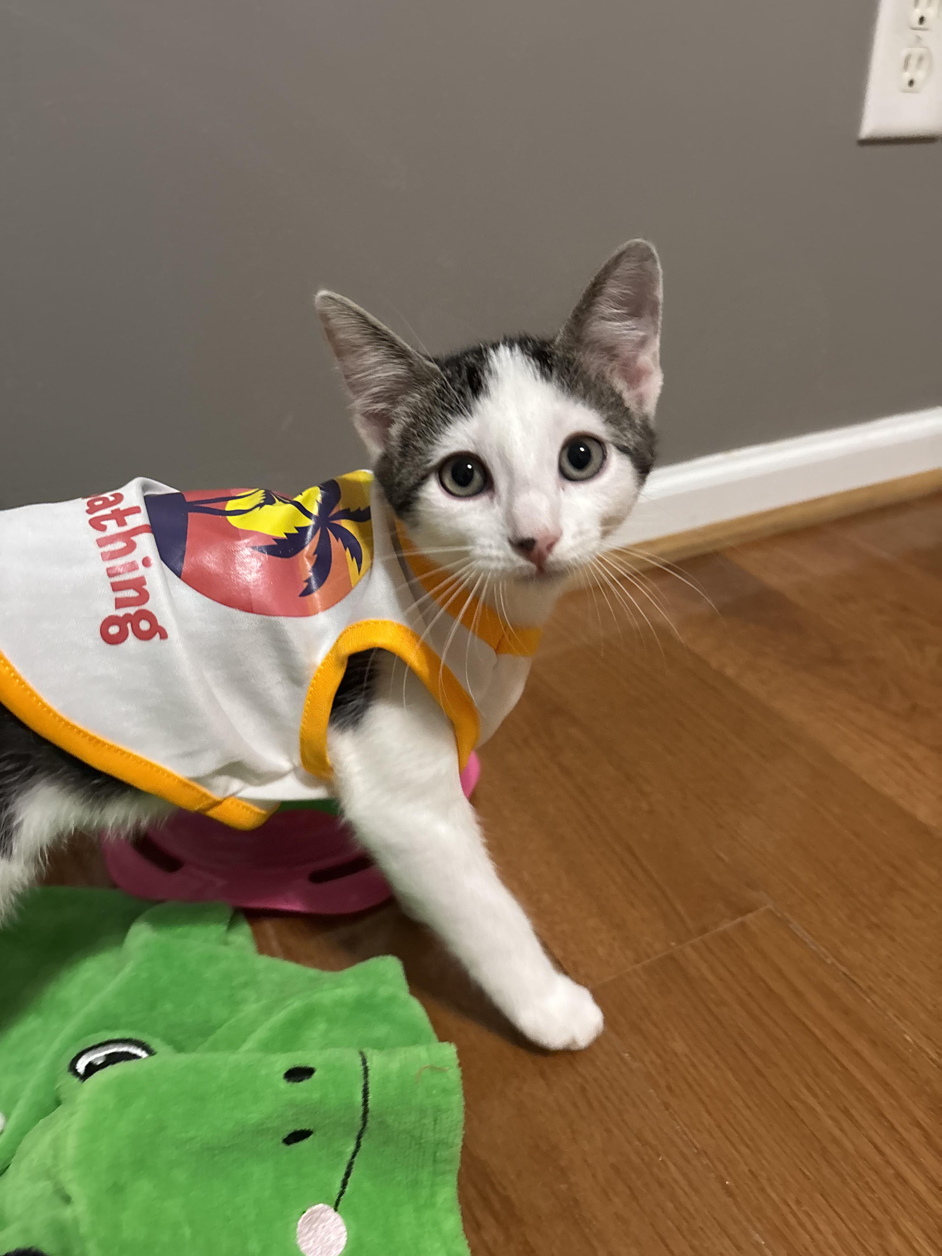 Enlarge Cloudy, a ADOPTABLE mixed breed in Concord, NC image 2/6