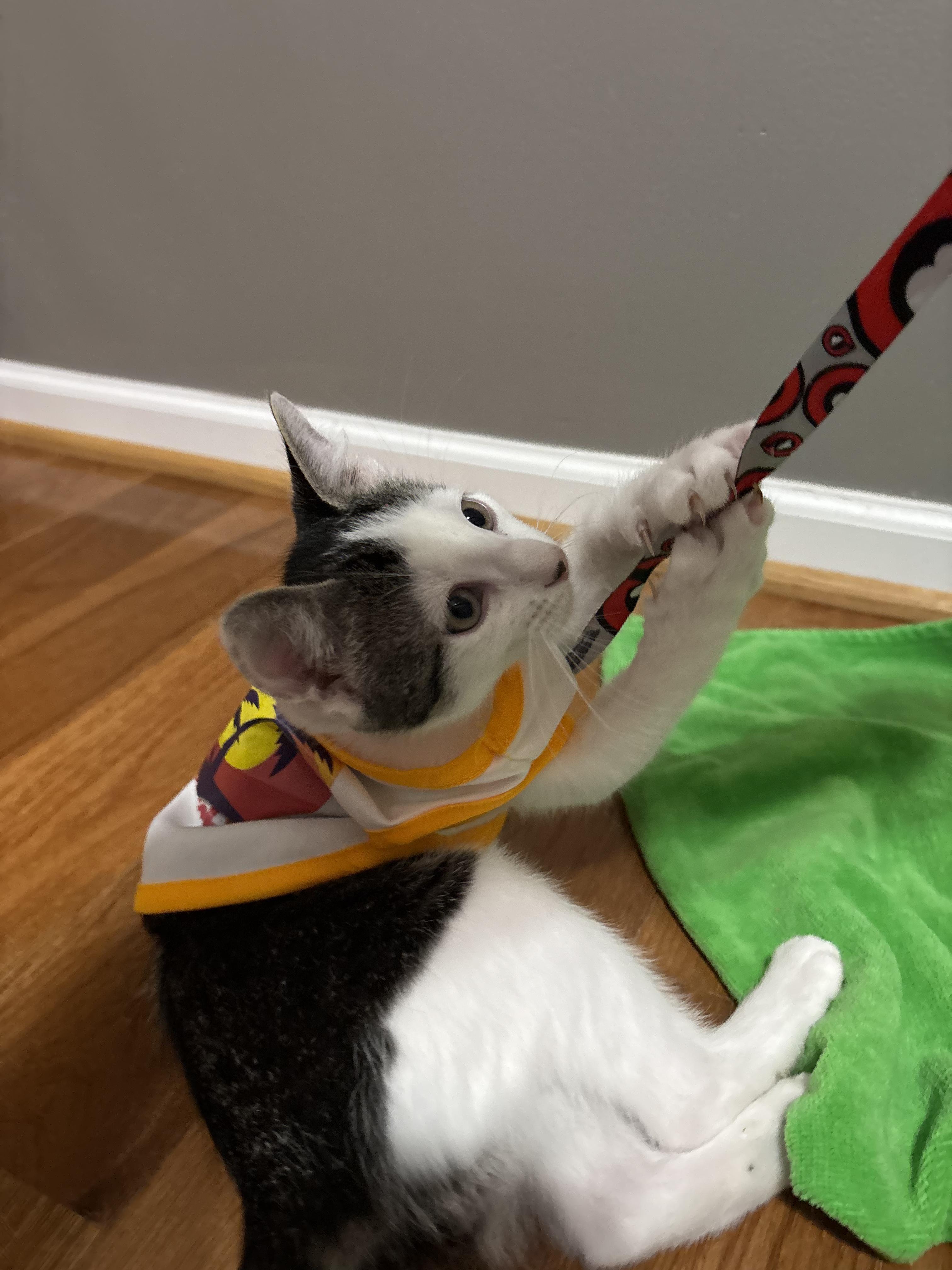 Enlarge Cloudy, a ADOPTABLE mixed breed in Concord, NC image 5/6