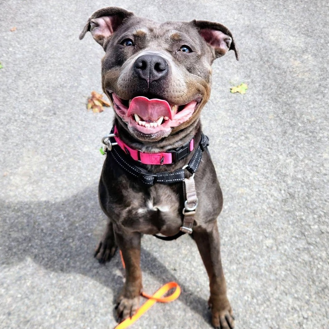 Enlarge Vada, a ADOPTABLE Terrier in North Syracuse, NY image 1/5