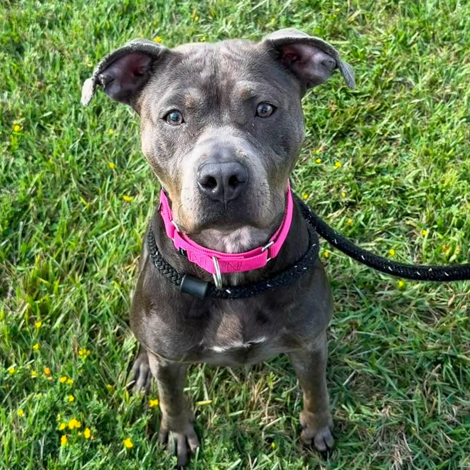 Vada, a ADOPTABLE Terrier in North Syracuse, NY image 3/4