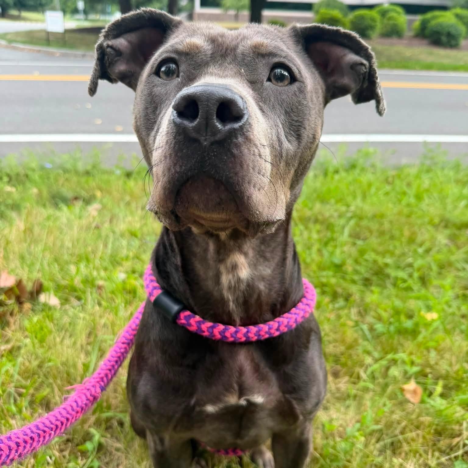 Vada, a ADOPTABLE Terrier in North Syracuse, NY image 2/4