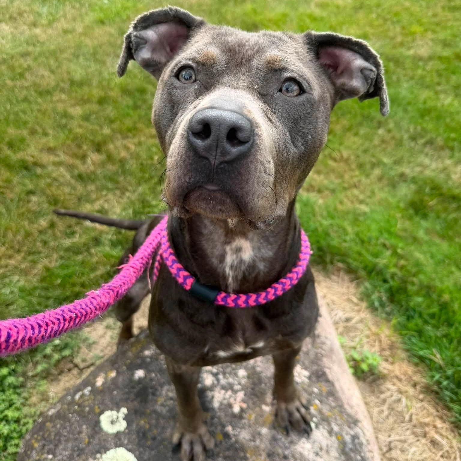 Vada, a ADOPTABLE Terrier in North Syracuse, NY image 1/4