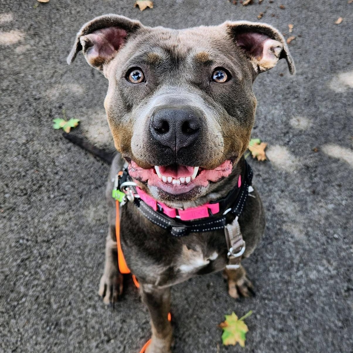 Enlarge Vada, a ADOPTABLE Terrier in North Syracuse, NY image 5/5