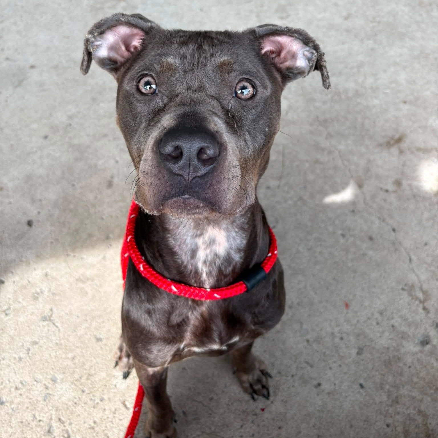 Vada, a ADOPTABLE Terrier in North Syracuse, NY image 4/4
