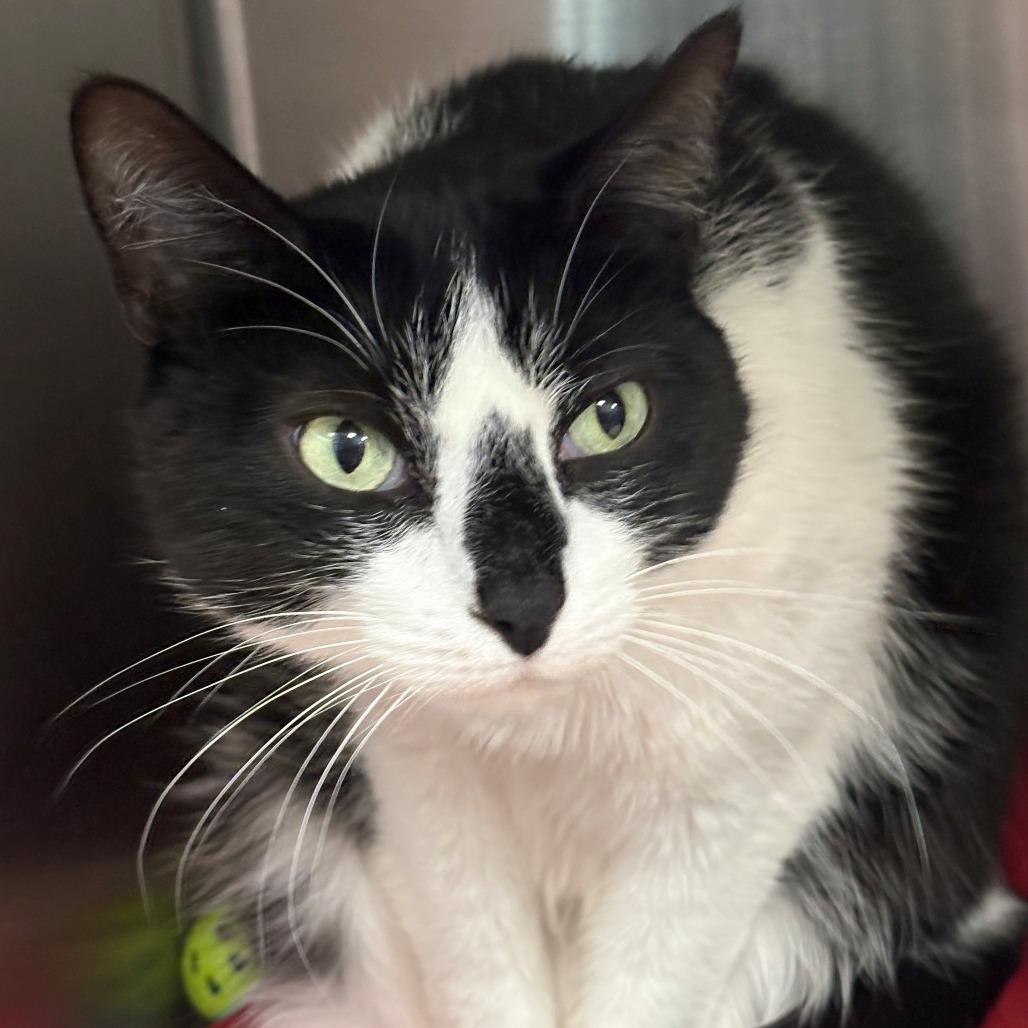 Obi, Adoptable, Senior Male Domestic Short Hair.