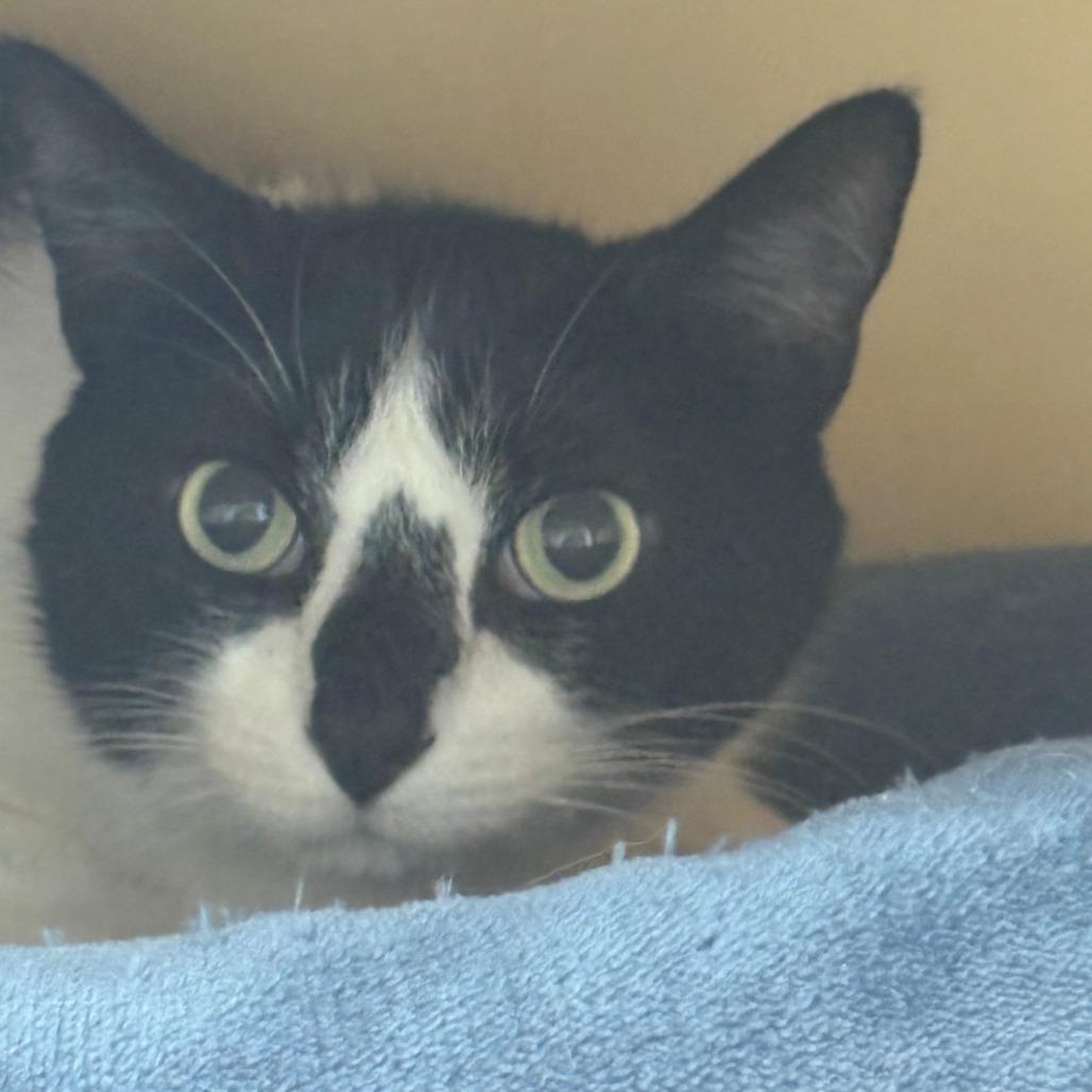 Enlarge Obi, a Adoptable Domestic Short Hair in East Hanover, NJ image 2/2