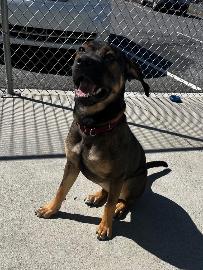 Roxy, Adoptable, Young Female Mastiff & Mixed Breed.