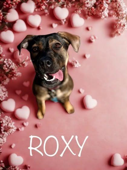 Enlarge Roxy, a Adoptable mixed breed in Blountville, TN image 2/6