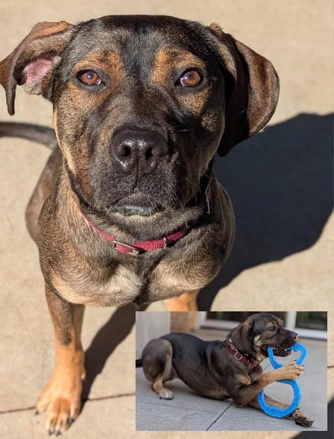 Enlarge Roxy, a Adoptable mixed breed in Blountville, TN image 3/6