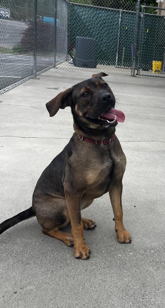 Enlarge Roxy, a Adoptable mixed breed in Blountville, TN image 4/6