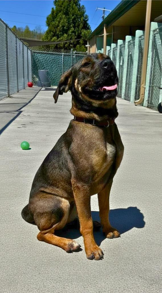 Enlarge Roxy, a Adoptable mixed breed in Blountville, TN image 4/6